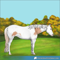 Horse Color:Gold Champagne Splash Tobiano