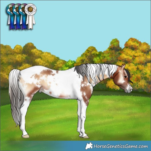 Horse Color:White Spotted Bay Onyx Tobiano 