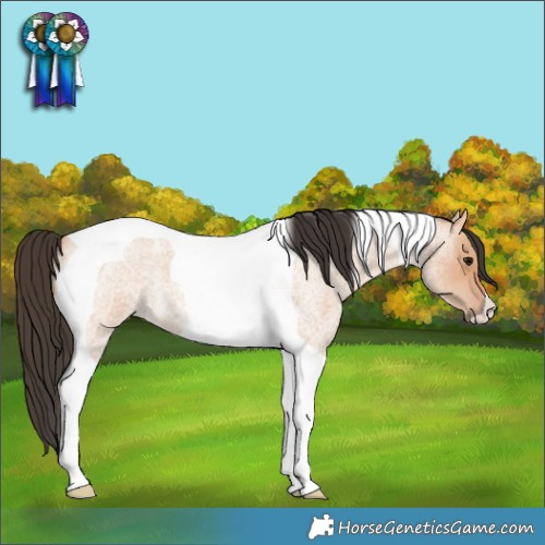 Horse Color:Bay Roan Dun Tobiano 