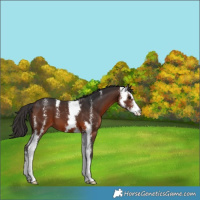 Horse Color:Brown Sabino 