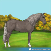 Horse Color:Silver Black 