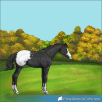 Horse Color:Black Appaloosa 
