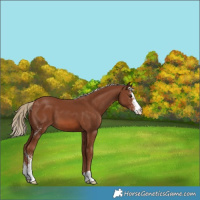 Horse Color:Chestnut Sabino 