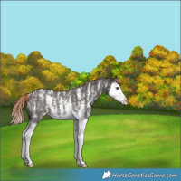 Horse Color:Liver Chestnut Sabino Splash Appaloosa Rabicano 