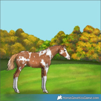 Horse Color:White Spotted Chestnut Splash 