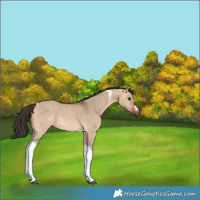 Horse Color:Bay Dun Tobiano 