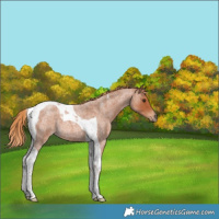 Horse Color:Red Roan Tobiano 