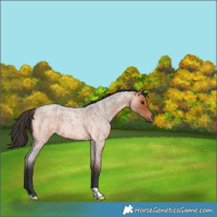 Horse Color:Bay Roan 