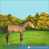 Horse Color:Buckskin 