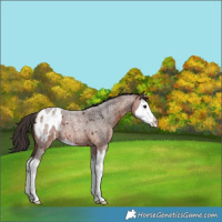 Horse Color:Bay Roan Splash Appaloosa 