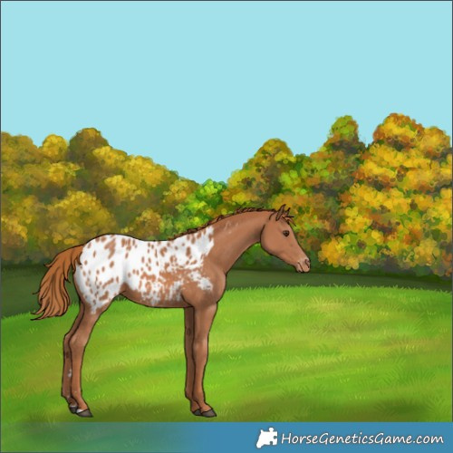 Horse Color:Chestnut Appaloosa 