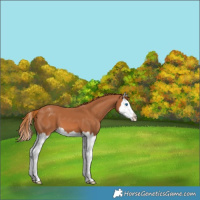Horse Color:Chestnut Splash Appaloosa 