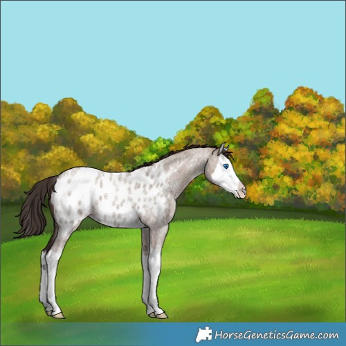 Horse Color:Liver Red Dun Roan Splash Appaloosa 