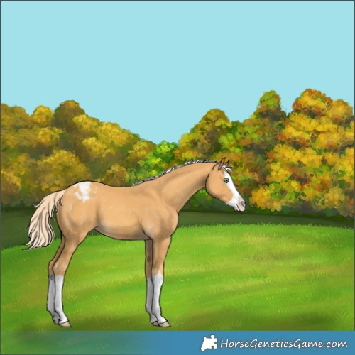 Horse Color:Gold Cream Champagne Splash Appaloosa 