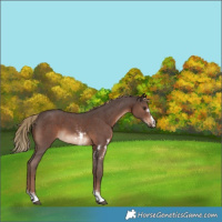 Horse Color:Liver Chestnut Sabino 