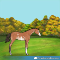 Horse Color:Bay Sabino 