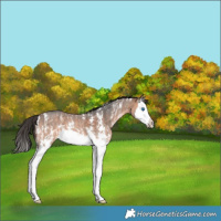 Horse Color:Bay Sabino Splash 