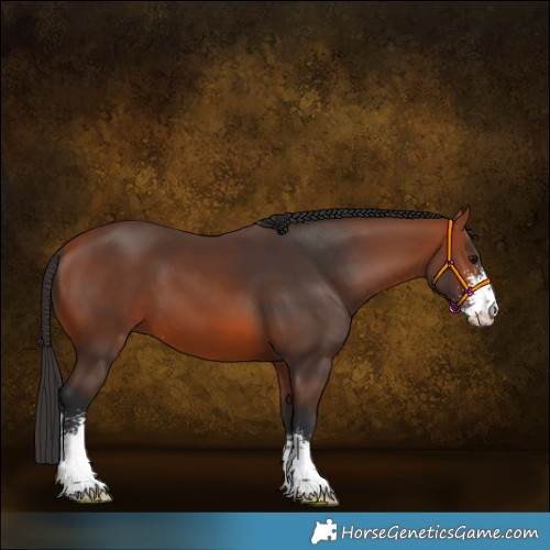 Horse Color:Bay Sabino 