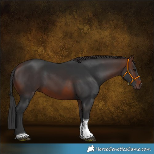 Horse Color:Brown Tobiano 