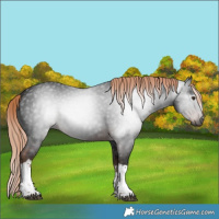 Horse Color:Gray Liver Chestnut Sabino Tobiano 