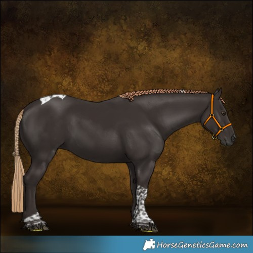 Horse Color:Liver Chestnut Tobiano 