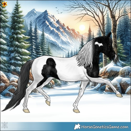 Horse Color:Black Ice Tobiano