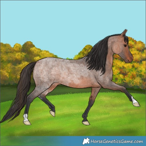 Horse Color:Bay Ice Roan 