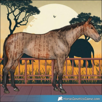 Horse Color:Bay  and Bay Dun 