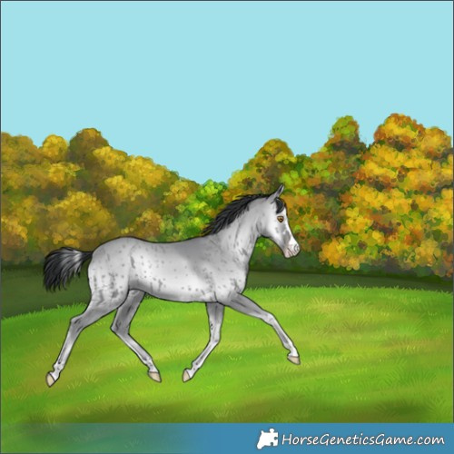 Horse Color:Classic Champagne Chinchilla Onyx 