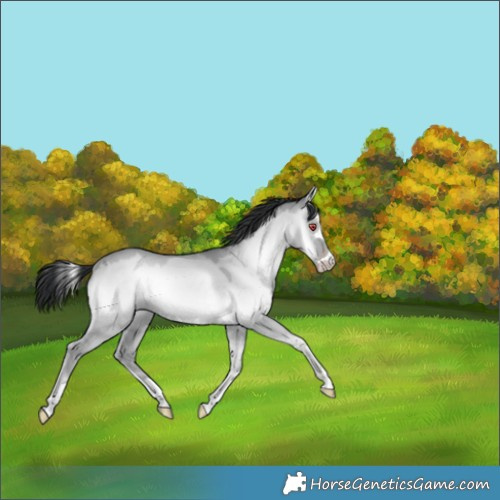 Horse Color:Classic Champagne Chinchilla Onyx 