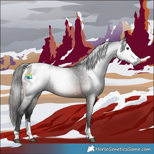 Horse Color:Gray Brown Sabino Appaloosa 