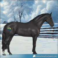 Horse Color:Smoky Black 
