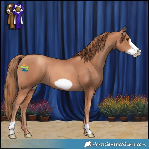 Horse Color:Gold Champagne Frame 