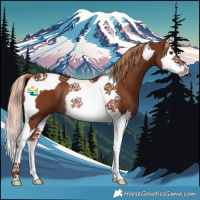 Horse Color:Chestnut Splash Tobiano Rabicano