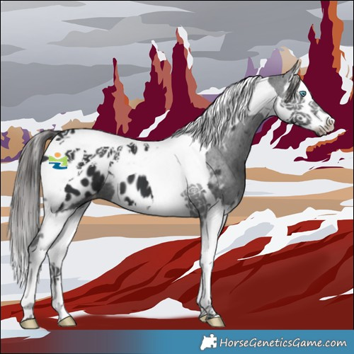 Horse Color:Black Splash Tobiano Appaloosa 