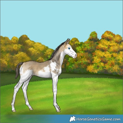 Horse Color:Buckskin Sabino Splash 