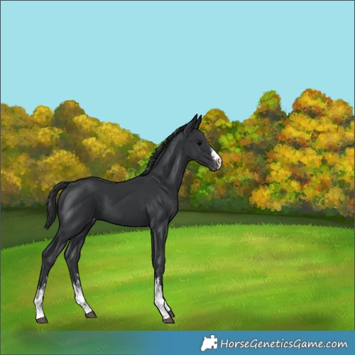 Horse Color:White Spotted Black Varnish 
