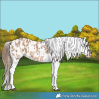Horse Color:Red Dun Blanket and Red Dun Blanket