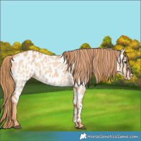 Horse Color:Red Dun Appaloosa  and Red Dun Appaloosa 