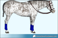 Horse Color:Grullo Sabino Splash  and Grullo Sabino Splash 