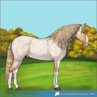 Horse Color:Red Dun Roan Splash Frame Rabicano 