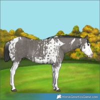 Horse Color:Grullo Sabino Splash  and Grullo Sabino Splash Tobiano 