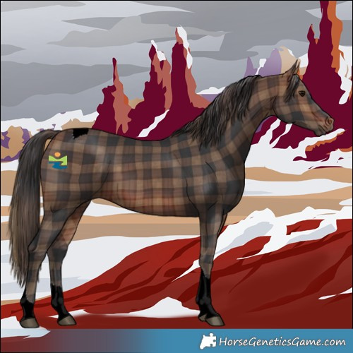 Horse Color:Plaid  Brown Tobiano 