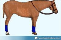 Horse Color:Chestnut  and Chestnut 
