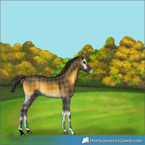 Horse Color:Plaid  Buckskin Onyx 