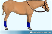 Horse Color:Chestnut  and Chestnut 