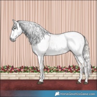 Horse Color:Gray Palomino Appaloosa 