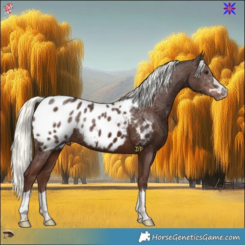 Horse Color:Liver Chestnut Mushroom Appaloosa