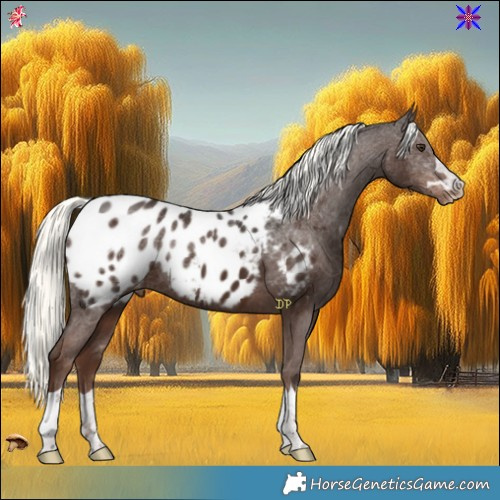 Horse Color:Liver Chestnut Mushroom Appaloosa 
