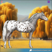 Horse Color:Liver Chestnut Mushroom Appaloosa